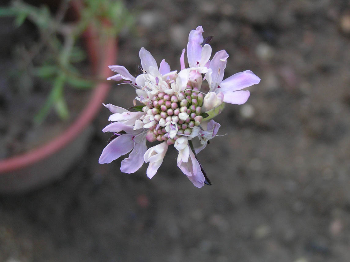 substrato carbonatico - Matthiola sp. e Dipsacacea